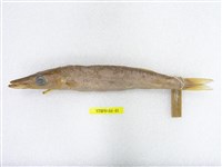 藏品(日本金梭魚)的圖片